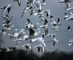 foto das aves em migração