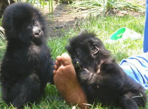 imagem dos gorilinhas bebês