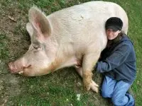 foto da porquinha deitada sobre a grama