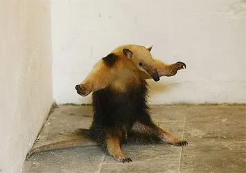 foto do tamanduá encontrado na residência, mais uma vítima da perda de habitat