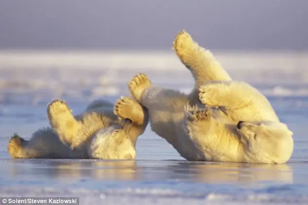 foto do bebê urso e sua mãe brincando no gelo