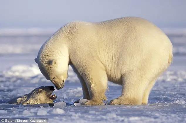 foto do bebê urso em um buraco no gelo enquanto sua mãe o observa