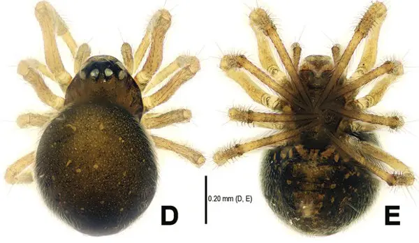  Fêmea da espécie de aranha 'Mysmena wawuensis' (Foto: Divulgação/ZooKeys)