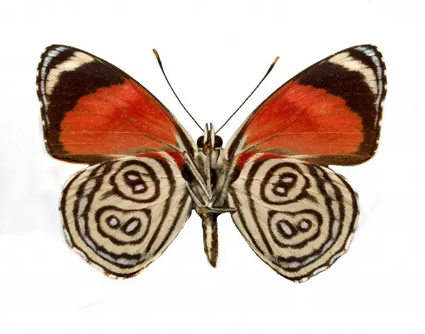 A borboleta Callicore hydarnis, classificada como “em perigo”. (Foto: André Freitas/Unicamp)