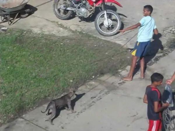 Vídeo mostra crianças participando da çaça aos cachorros. (Foto: Reprodução/ Aragonei Bandeira)