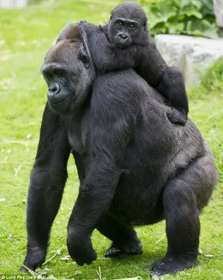 De malas prontas: Kishi e sua bebê Akou são parte do grupo de nove gorilas que voltaram para a África. (Foto: Daily Mail)