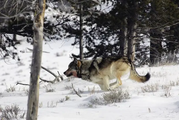 Exemplar de lobo-cinzento, animal que atualmente está na lista de ameaçados de extinção nos Estados Unidos (Foto: Parque Nacional de Yellowstone/AP)