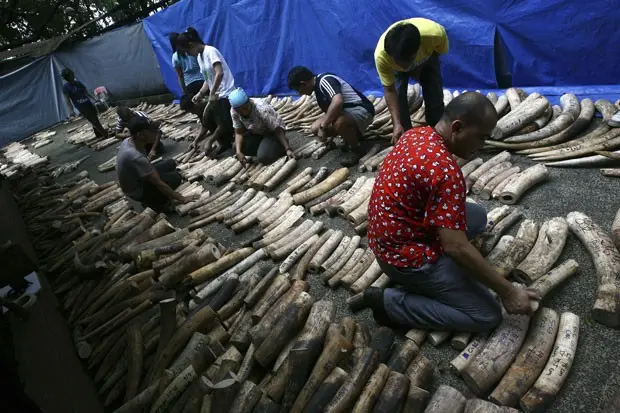 Governo filipino vai destruir material, que vale mais de US$ 9 milhões e foi resgatado de traficantes de animais (Foto: Romeo Ranoco/Reuters)