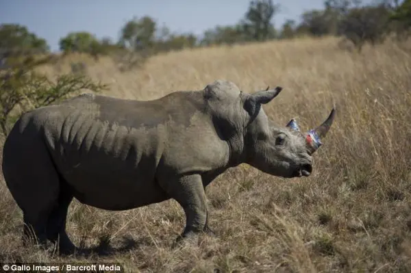 Estas imagens incríveis mostram a drástica distância que veterinários estão dispostos a percorrer para proteger rinocerontes de caçadores, pintando seus chifres de rosa. (Foto: Daily Mail)