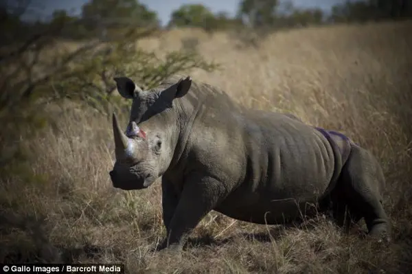 Protegido: Rinoceronte na reserva natural Dinokeng, em Pretória, África do Sul, em 2 de junho. (Foto: Daily Mail)
