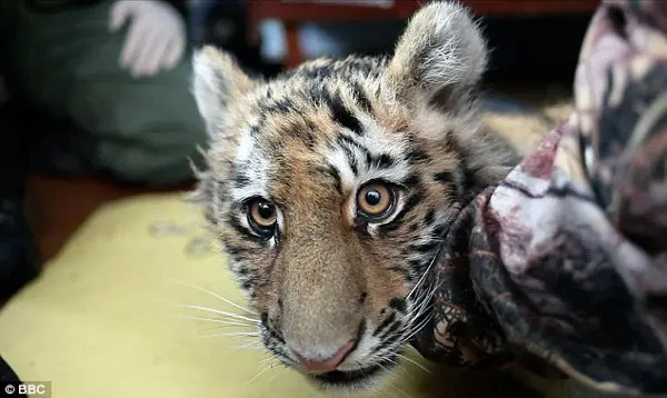 Os tigres chegaram a sobreviver no norte da Ásia, mas agora vivem apenas no extremo oriente da Sibéria, na Rússia. (Foto: Daily Mail) 