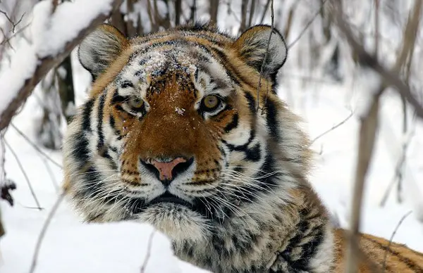 Apesar da sua pelagem laranja claro com listras pretas, o tigre siberiano é difícil de ser percebido contra um fundo coberto de neve. (Foto: Daily Mail) 