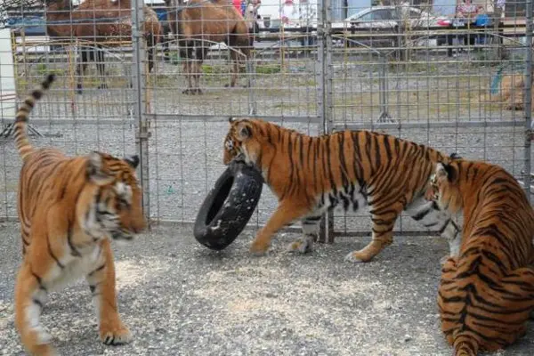  Tigres andam em círculos na pequena jaula do Courtney Brothers Circus. (Foto: Irish Mirror)