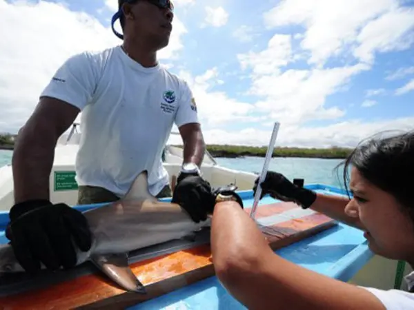 Pesquisadores realizam pesagem e implantam microchip em tubarão que vive nas Ilhas Galápagos, no Equador. Objetivo dos cientistas é investigar habitat de animais e monitorar espécies ameaçadas (Foto: Rodrigo Buendia/AFP) 