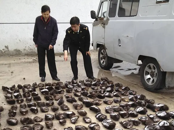  Policiais contam as patas de urso encontradas na Mangólia (Foto: Reuters)