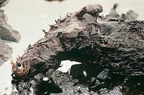 Animal morto no desastre da Exxon Valdez em 1989. Foto: Tree Hugger / © Exxon Valdez Oil Spill Trustee Council