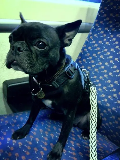 Foto: Divulgação/Dogs On Trains