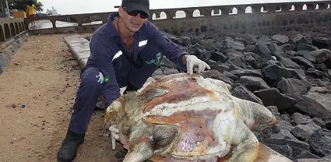Segundo Adriano Artoni, essa foi a 76º tartaruga encontrada morta no literal pernambucano só este ano. (Foto: NE 10)