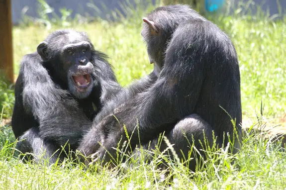 Chimpanzés no Chimp Heaven, um santuário em Luisiana, se penteando e brincando. (Foto: Divulgação)