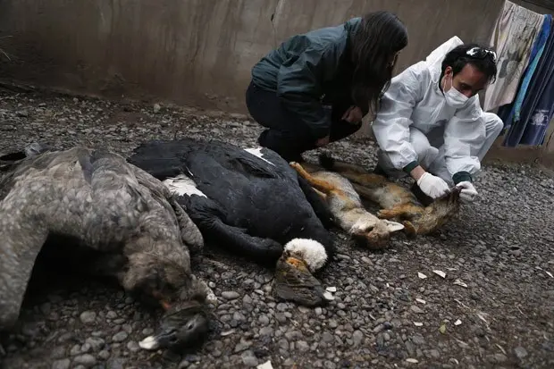 Dois condores andinos e duas raposas foram encontrados mortos. (Foto: Reuters/Ivan Alvarado)