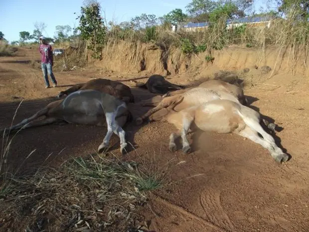 Seis mulas e jumentos morrem asfixiados em Talismã (Foto: Divulgação/Defesa Civil)