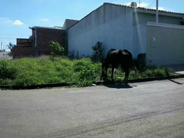 Cavalo foi flagrado solto na rua Nabor Holtz, em Itapetininga (SP) (Foto: Elisângela Sartori Camargo )