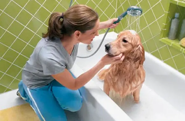 O cachorro deve tomar banho em ambiente aquecido no inverno. (Foto: divulgação)
