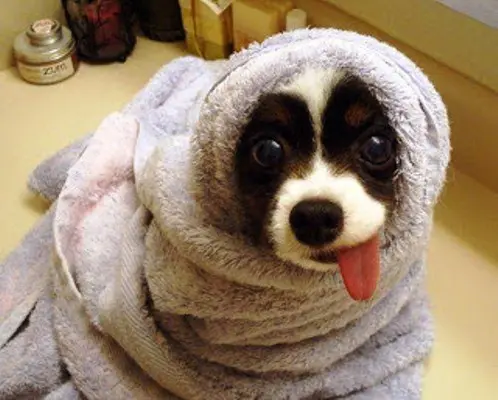 Seque bem o cãozinho com a toalha. (Foto: divulgação)