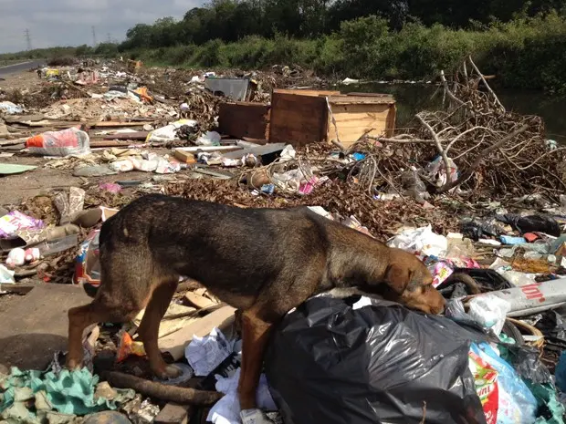 Abandono de animais ocorre diariamente no lixão, segundo moradores (Foto: Roberta Salinet/RBS TV)