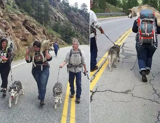 Essas pessoas escalaram Pinewood Springs para salvar cinco cães, alguns foram carregados no colo por todo o caminho. Foto: Instagram