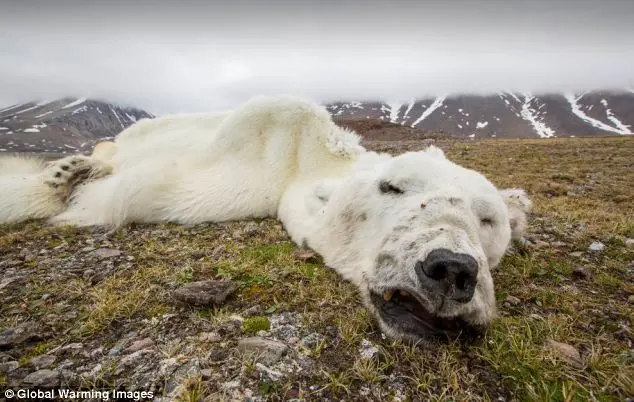 Carcaça do urso polar encontrada distante de sua região típica ( Foto: Global Warming Images)