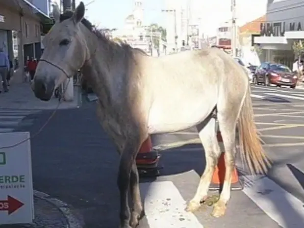 Cavalo atropelado teve uma das patas quebradas (Foto: Reprodução TV TEM)