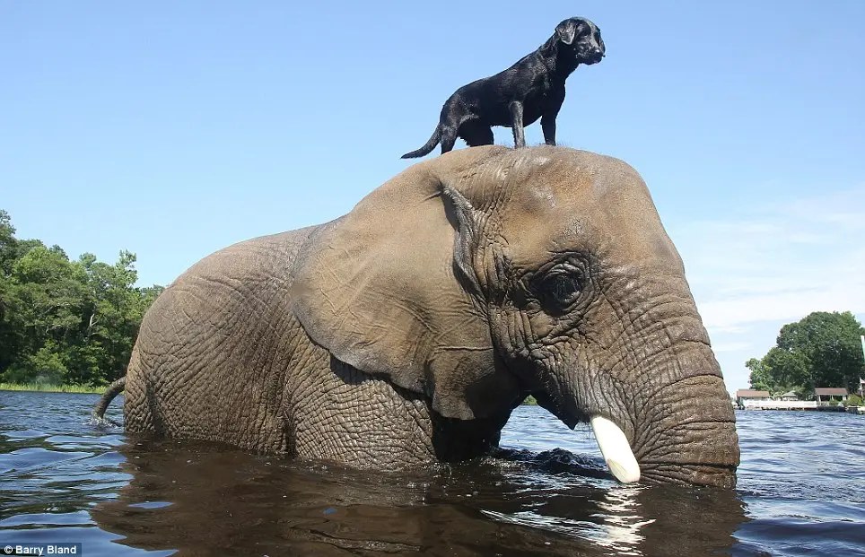 Bubbles, uma elefanta africana de 32 anos, brinca no água com a sua melhor amiga, Bella, uma labradora de 3 anos de idade, no Myrtle Beach Safari, na Carolina do Sul.