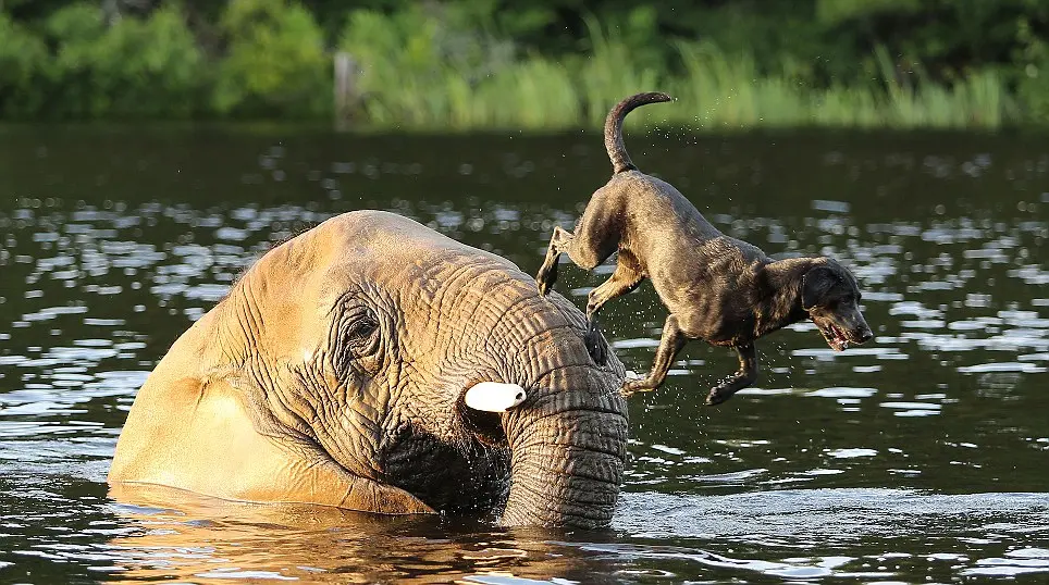 Bubbles, um elefante órfão resgatado, pegando a bola para importunar Bella, a labradora, que pula das costas de Bubbles para água no jogo favorito delas.