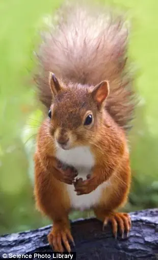 População de esquilo-vermelho tem aumento após declínio de 140 anos.