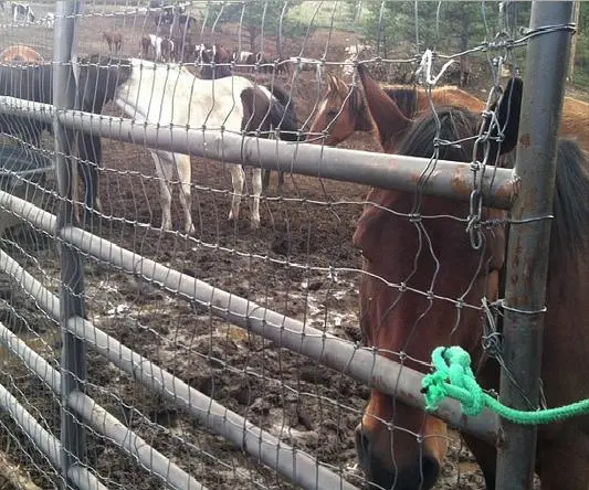 Mais de 60 cavalos em estábulo Elkhorn O'Dell precisam de pasto e transporte, e estão ficando desnutridos. Foto: Instagram