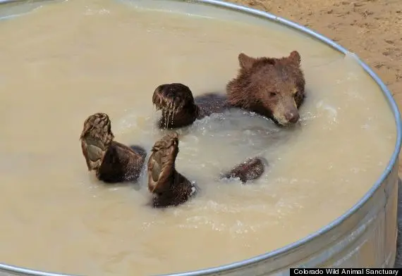 Mesmo antes das enchentes, os animais selvagens sempre têm necessidade de contato com a água, afirma o Santuário. Foto: Colorado Wild Animal Sanctuary/Huffington Post