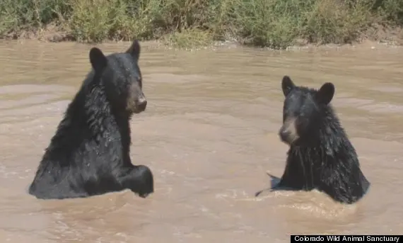 Ursos se divertem nas novas lagoas descobertas e foram vistos espirrando água, boiando e brincando de lutar dentro delas. Foto: Colorado Wild Animal Sanctuary/Huffington Post