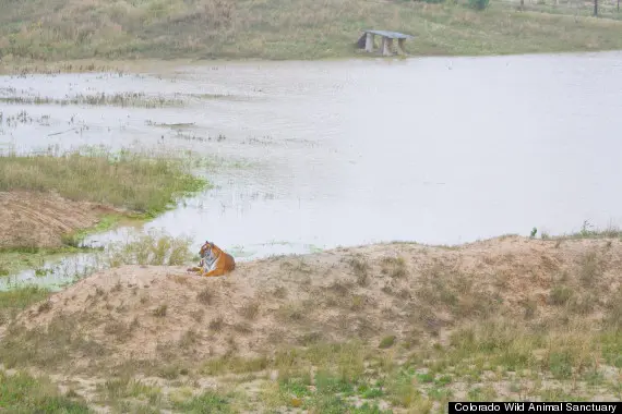 Tigre examina planícies recém-inundadas. Foto: Colorado Wild Animal Sanctuary/Huffington Post 