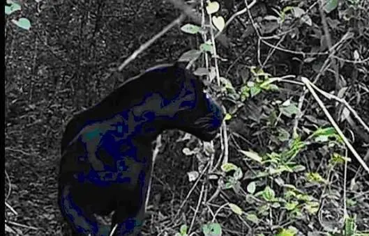 Onça-negra, animal raro que apareceu na ONG em Goiás. Foto: Globo