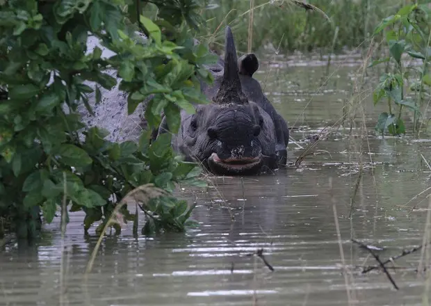 Rinoceronte tenta escapar de região inundada na Índia (Foto: Anupam Nath/AP)