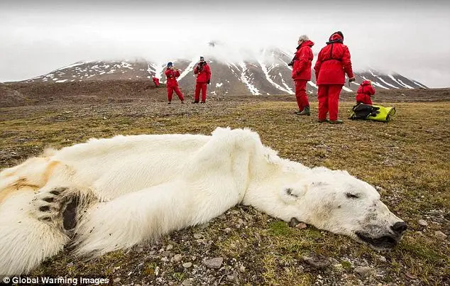 Urso estava sem gordura corporal Foto: Global Warming Images