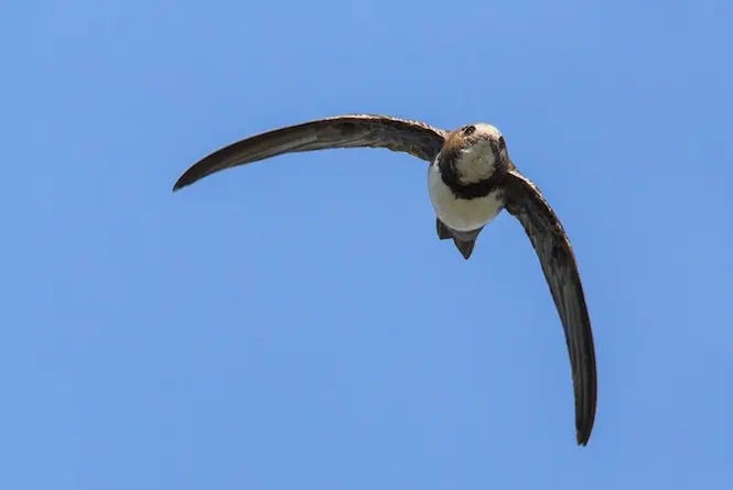 Andorinhões alpinos passam até seis meses voando sem parar (Foto: Divulgação)