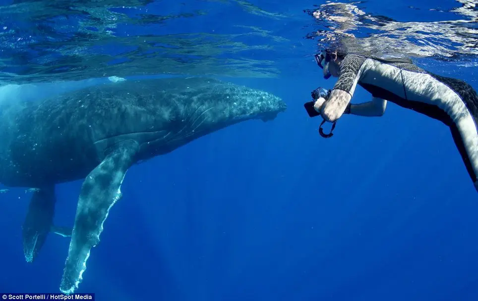 As fotos foram tiradas por uma companhia de mergulho ultramarino enquanto exploravam o oceano em Tonga.