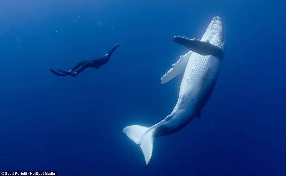 As baleias são os gigantes dóceis do mar.