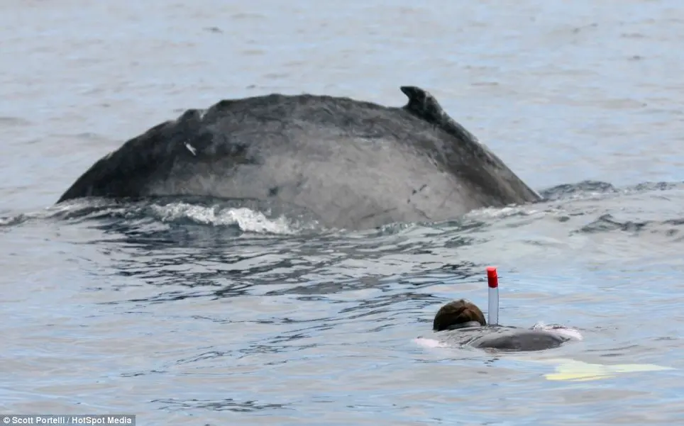 "Baleias são os gigantes dóceis do mar e jubartes são especificamente as mais carismáticas."