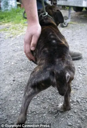 Um inspetor da RSPCA que ajudou Crumb, disse que esse foi um dos piores casos de negligência com animais que ele já havia presenciado.