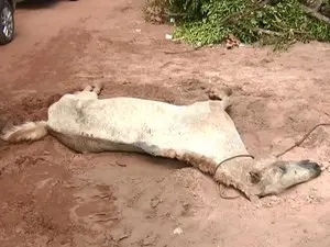 Cavalo é encontrado morto por moradorres (Foto: Reprodução/TV Tapajós)