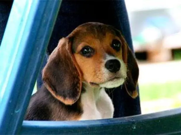 Cães da raça beagle foram retirados das dependências do Instituto Royal por ativistas dos direitos animais Foto: Eco Desenvolvimento
