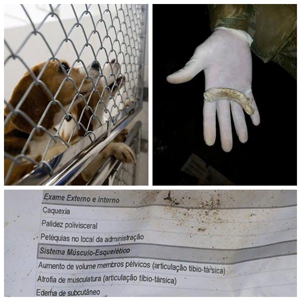 Foto: Divulgação/Coletivo Camaleão
